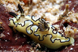 Glossoodoris atromarginata. Picture taken in Weligama, Sr... by Anouk Houben 